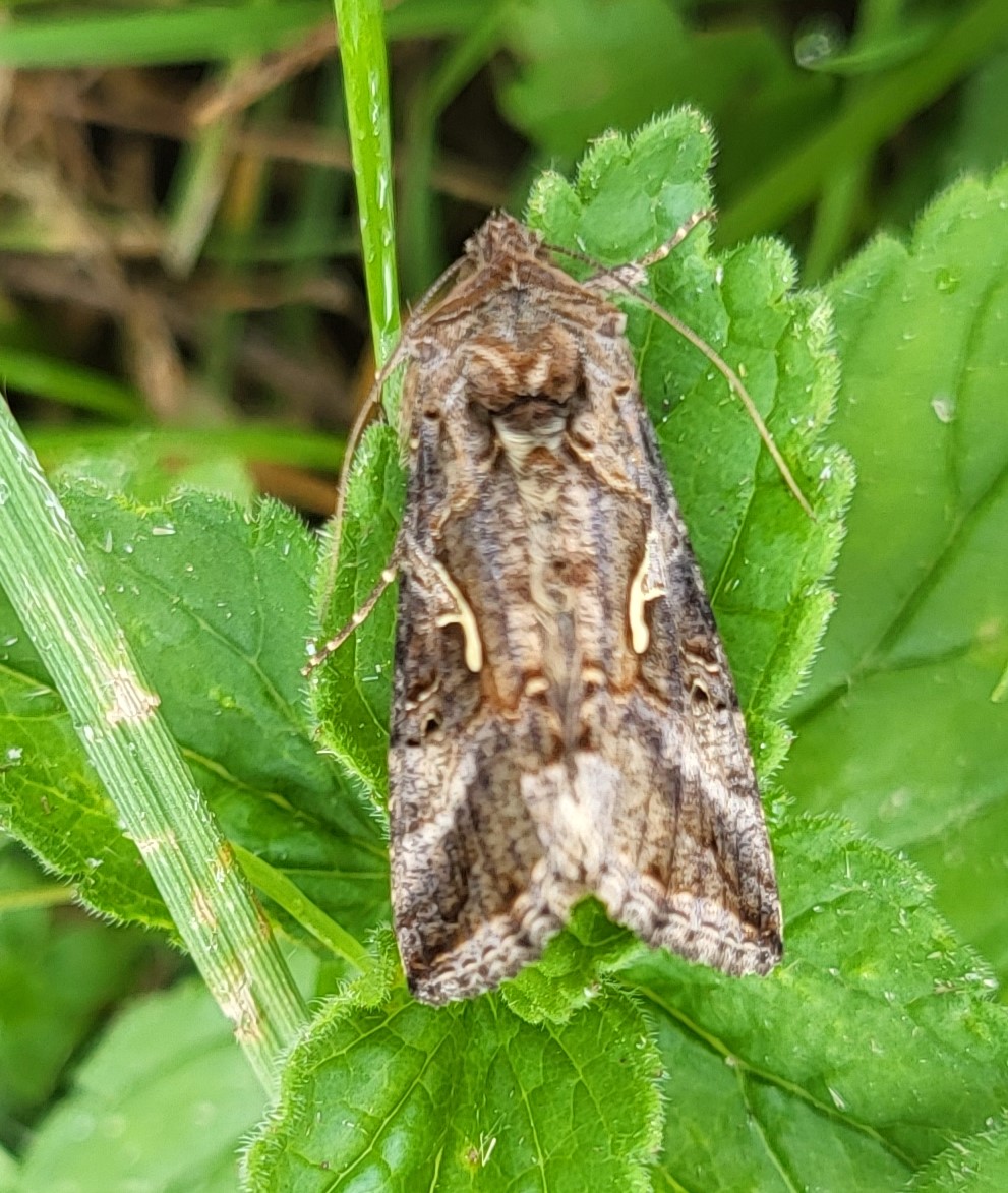 Photo of Silver Y (Autographa gamma)